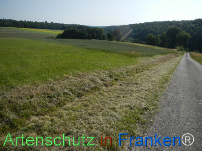 © Artenschutz in Franken® Bild zum Eintrag (1123309-160)