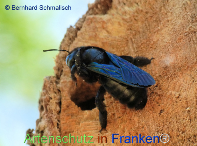 Bild zum Eintrag (1124439-160)