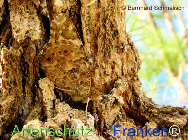 Bild zum Eintrag (1124441-160)