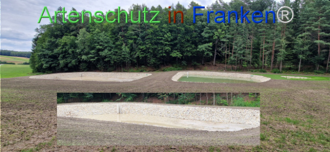 © Artenschutz in Franken® Bild zum Eintrag (1125122-160)