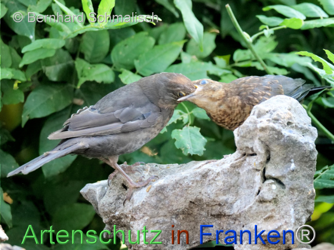 Bild zum Eintrag (1125771-160)