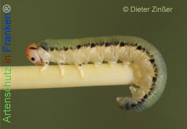 Bild zum Eintrag (1132012-160)