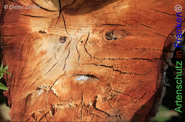 Bild zum Eintrag (1132309-160)