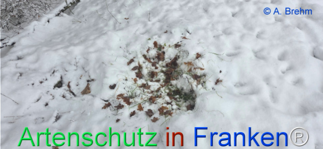 Bild zum Eintrag (1134868-160)