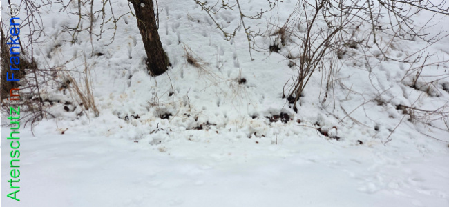 Bild zum Eintrag (1134904-160)