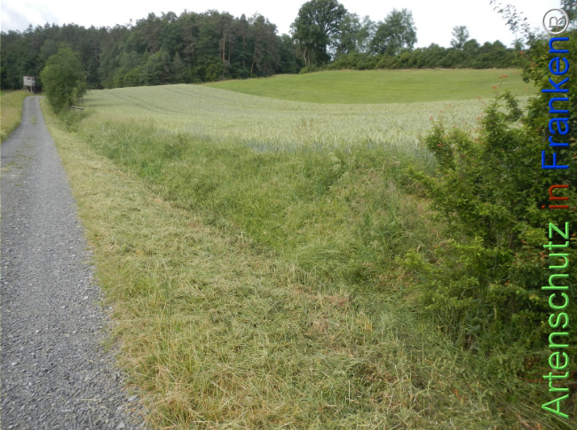 Bild zum Eintrag (1143346-160)