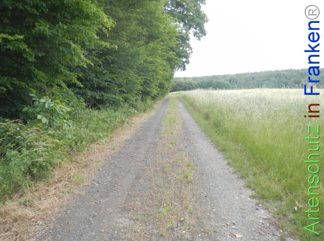 Bild zum Eintrag (1143347-160)