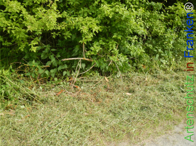 Bild zum Eintrag (1143357-160)