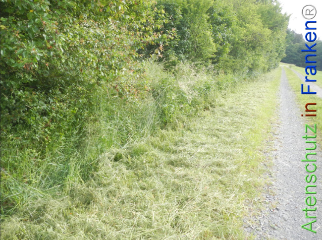 Bild zum Eintrag (1143358-160)