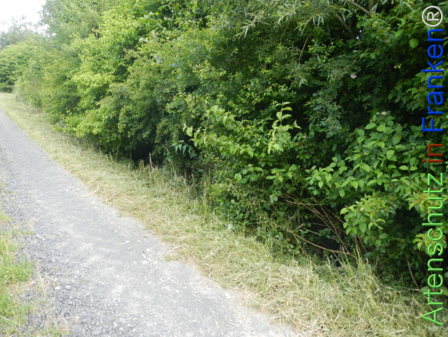 Bild zum Eintrag (1143360-160)