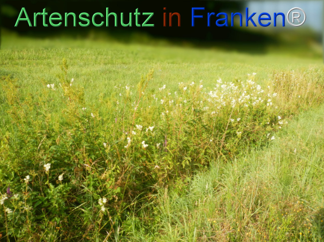 Bild zum Eintrag (1145640-160)