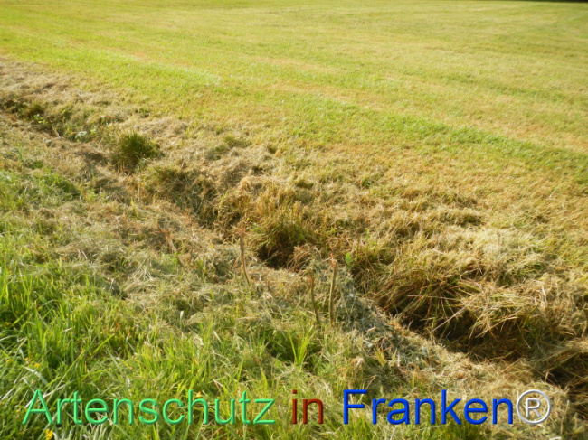 Bild zum Eintrag (1145644-160)
