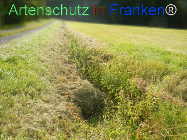 Bild zum Eintrag (1145646-160)