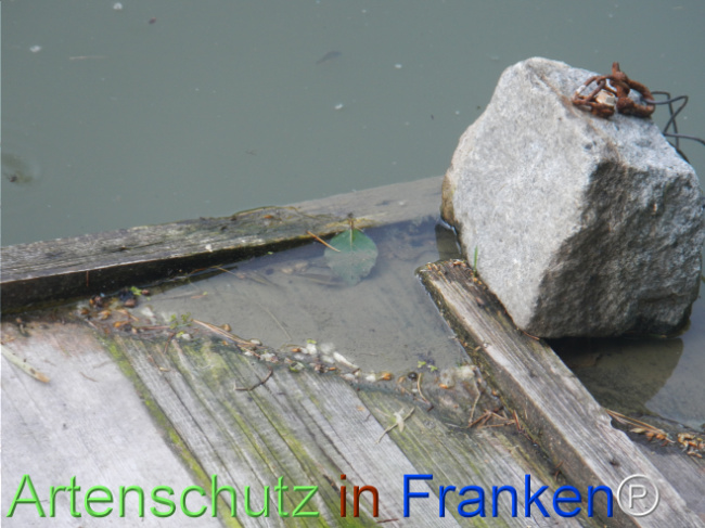 Bild zum Eintrag (1147017-160)
