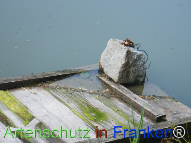 Bild zum Eintrag (1147019-160)