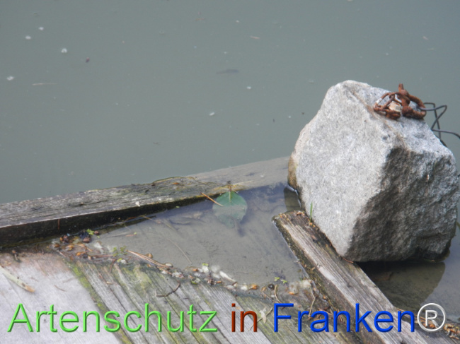 Bild zum Eintrag (1147020-160)