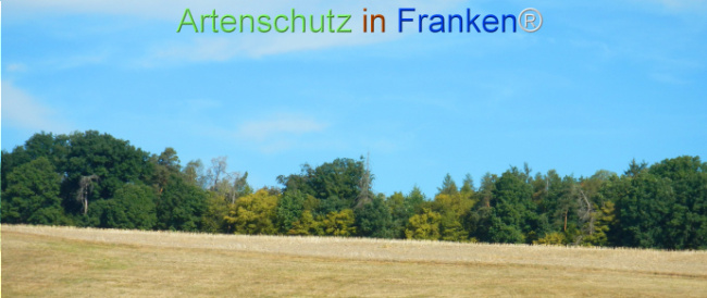 Bild zum Eintrag (1147434-160)