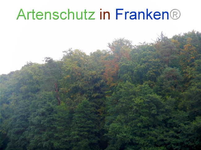 Bild zum Eintrag (1147994-160)