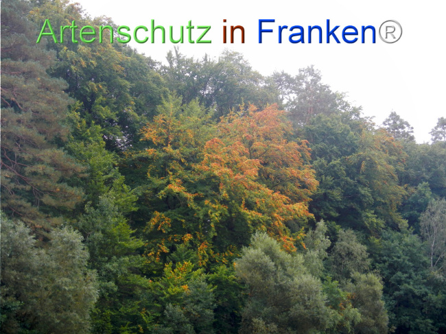 Bild zum Eintrag (1147995-160)