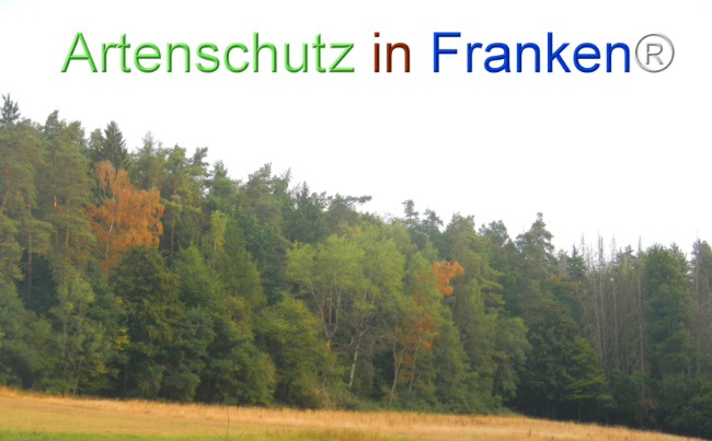 Bild zum Eintrag (1147996-160)