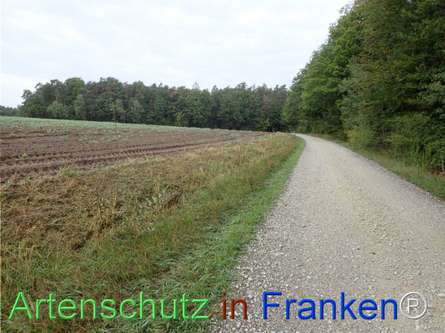 Bild zum Eintrag (1149848-160)
