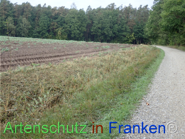 Bild zum Eintrag (1149849-160)