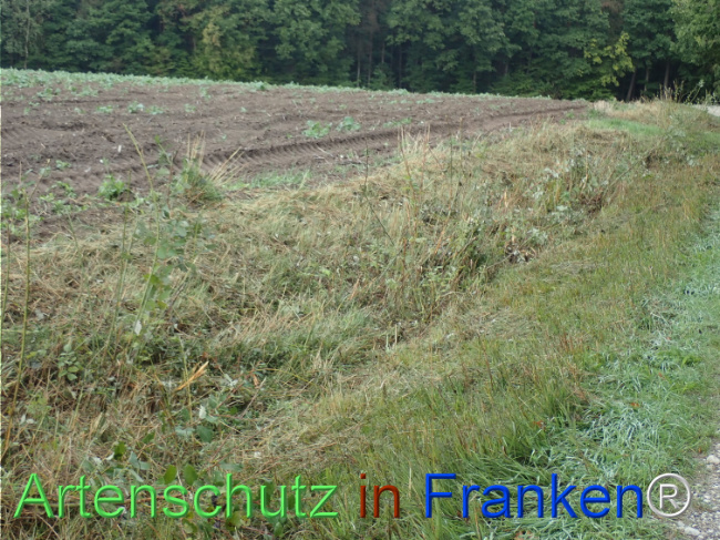 Bild zum Eintrag (1149850-160)