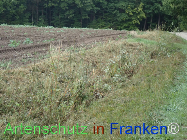 Bild zum Eintrag (1149851-160)