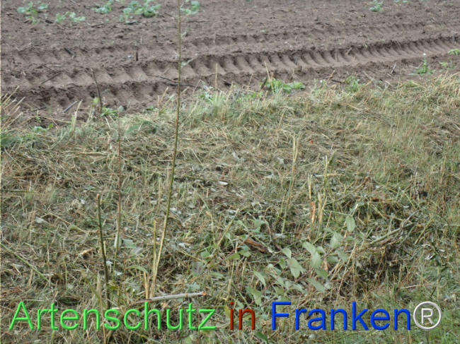 Bild zum Eintrag (1149852-160)