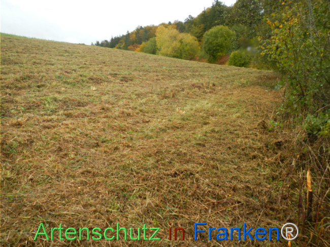 Bild zum Eintrag (1151206-160)