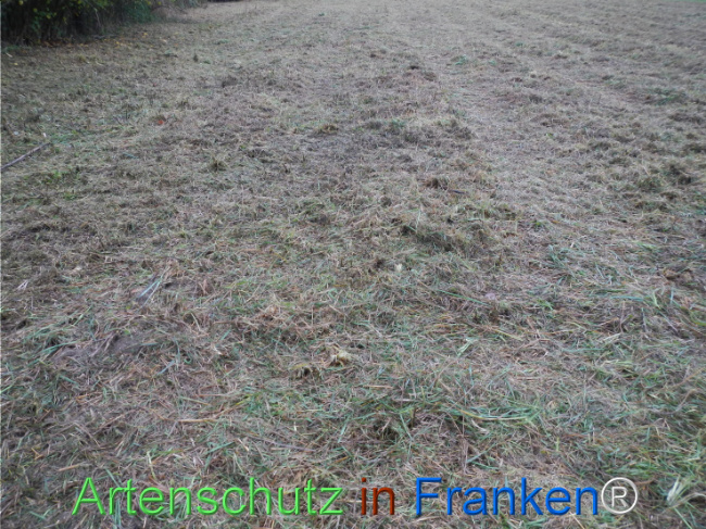 Bild zum Eintrag (1151212-160)