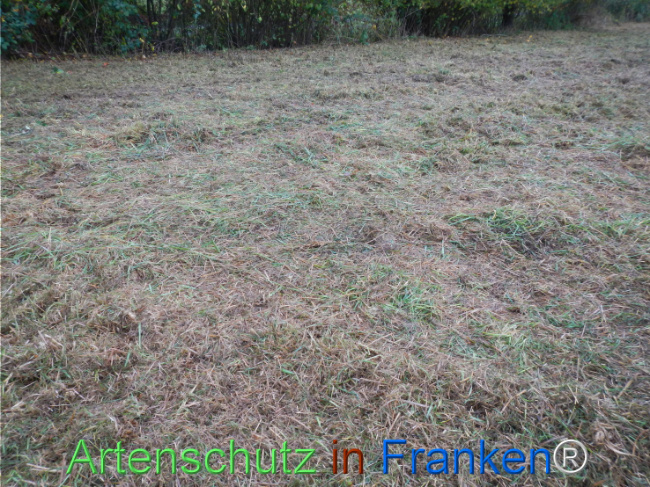 Bild zum Eintrag (1151213-160)