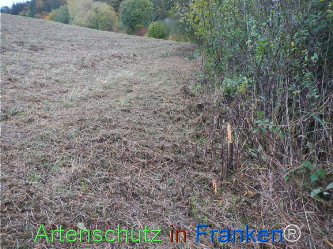Bild zum Eintrag (1151214-160)