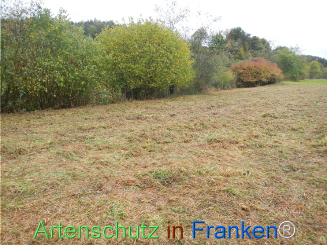 Bild zum Eintrag (1151215-160)