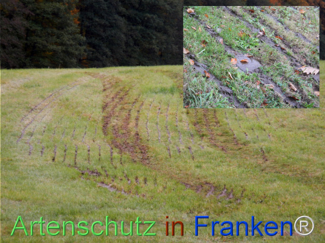 Bild zum Eintrag (1151454-160)
