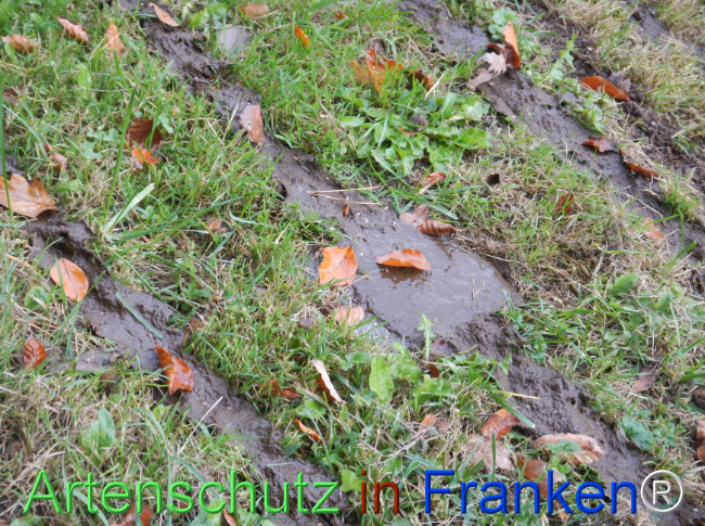 Bild zum Eintrag (1151455-160)