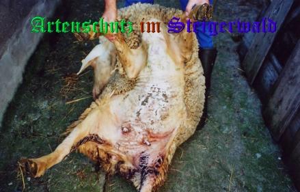 Copyright AiS / Tasch Bild zum Eintrag (25594-160)
