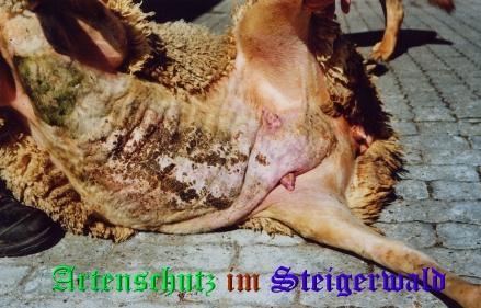 Copyright AiS / Tasch Bild zum Eintrag (25595-160)