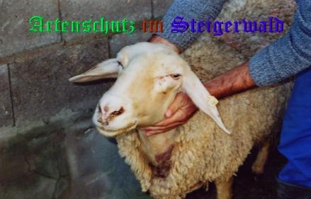 Copyright AiS / Tasch Bild zum Eintrag (25598-160)