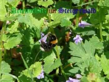 Copyright AiS / Weber Bild zum Eintrag (27900-160)