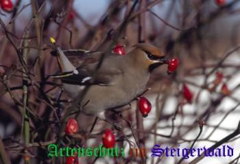 Copyright AiS / Gehrig Bild zum Eintrag (27901-160)