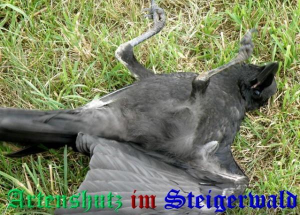 Copyright AiS / 2009 - Albert Meier Bild zum Eintrag (27966-160)