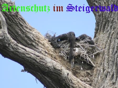 Copyright AiS / 2010 Natterer Bild zum Eintrag (28186-160)