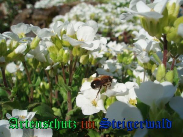 Copyright AiS / 2009 Schrei Bild zum Eintrag (31666-160)