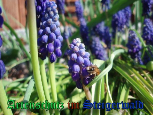 Copyright AiS / 2009 Schrei Bild zum Eintrag (31667-160)