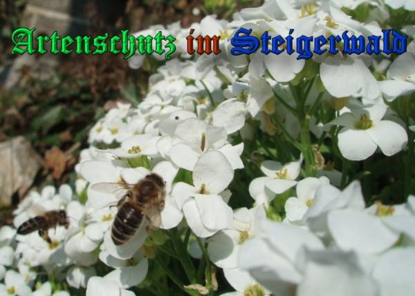 Copyright AiS / 2009 Schrei Bild zum Eintrag (31668-160)
