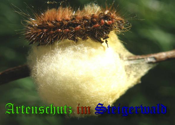 Copyright AiS - Albert Meier Bild zum Eintrag (32185-160)