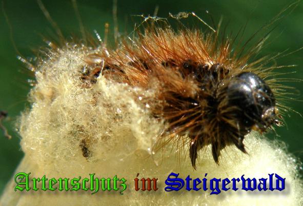 Copyright AiS - Albert Meier Bild zum Eintrag (32187-160)