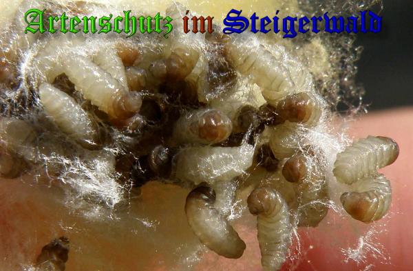 Copyright AiS - Albert Meier Bild zum Eintrag (32193-160)