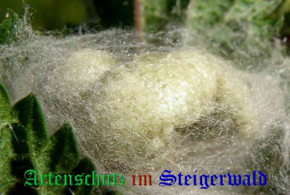 Copyright AiS- Albert Meier Bild zum Eintrag (32547-160)